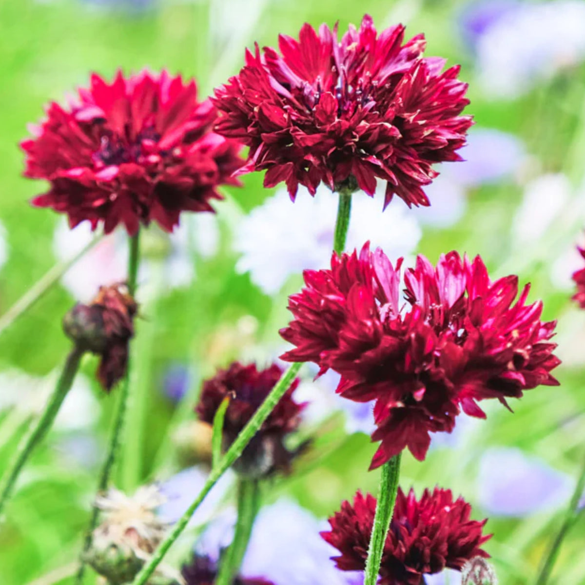 Tall Red Cornflower Seeds - Bachelor’s Button, 30 seeds