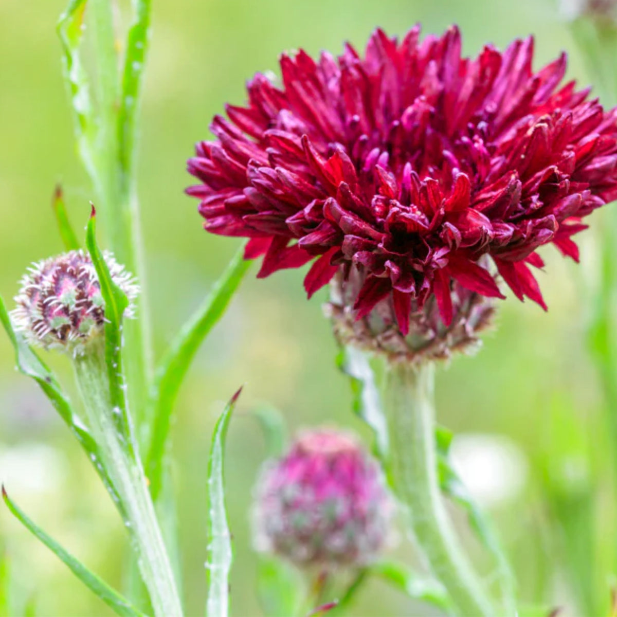 Tall Red Cornflower Seeds - Bachelor’s Button, 30 seeds