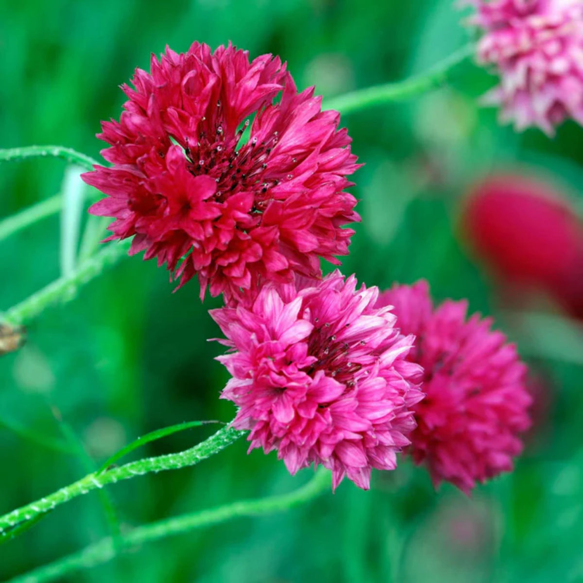 Tall Red Cornflower Seeds - Bachelor’s Button, 30 seeds