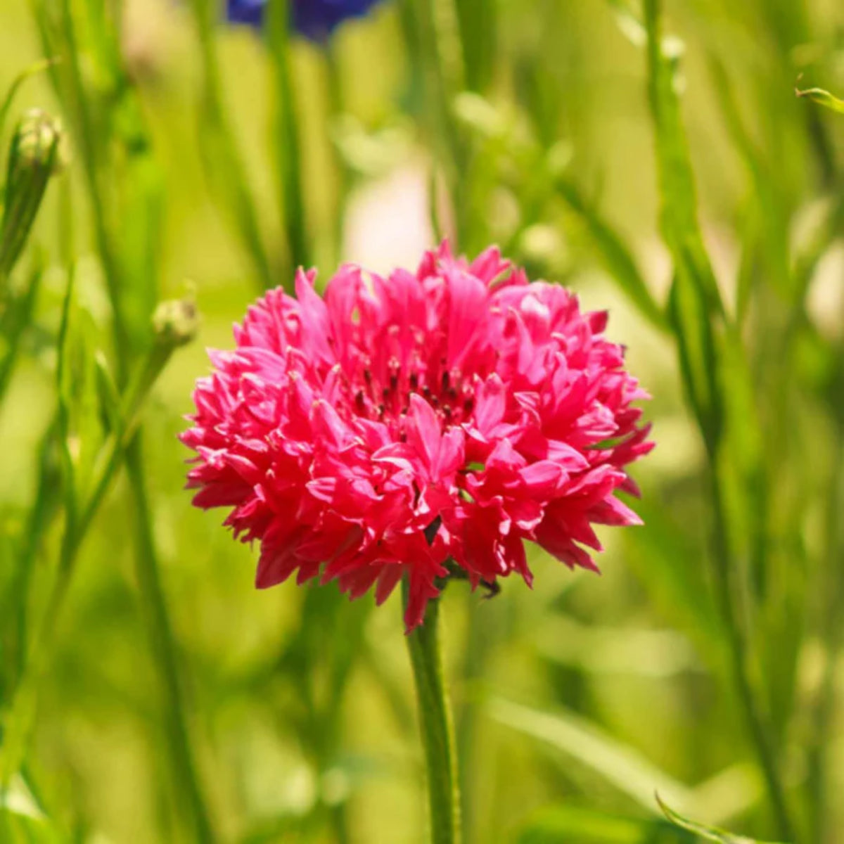 Tall Red Cornflower Seeds - Bachelor’s Button, 30 seeds