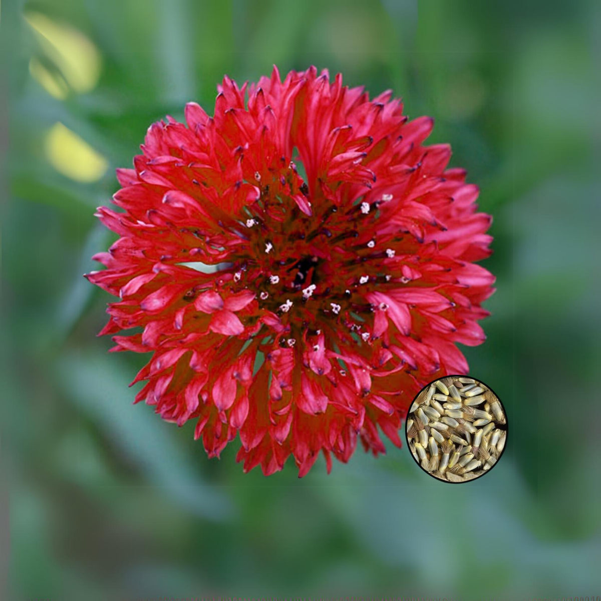 Tall Red Cornflower Seeds - Bachelor’s Button, 30 seeds
