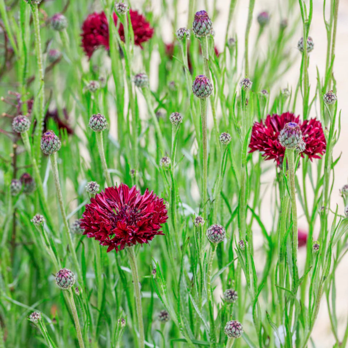 Tall Red Cornflower Seeds - Bachelor’s Button, 30 seeds