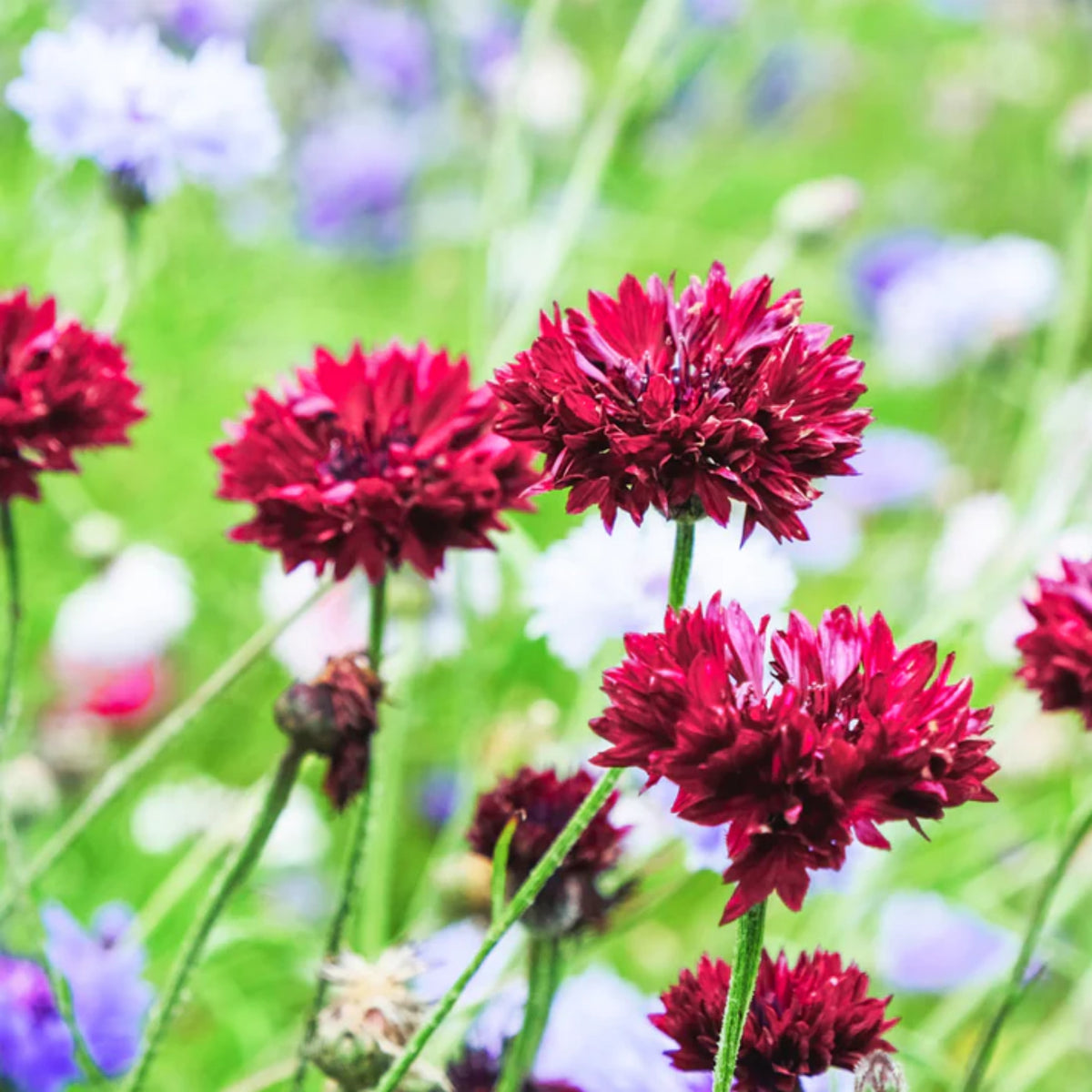 Tall Red Cornflower Seeds - Bachelor’s Button, 30 seeds