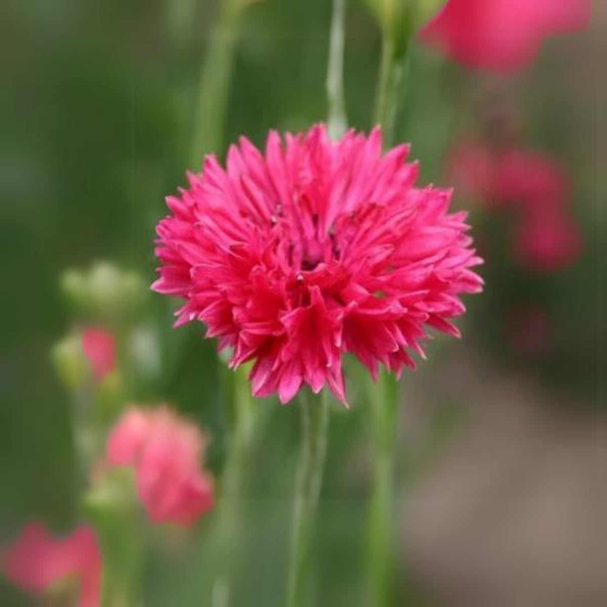 Tall Red Cornflower Seeds - Bachelor’s Button, 30 seeds