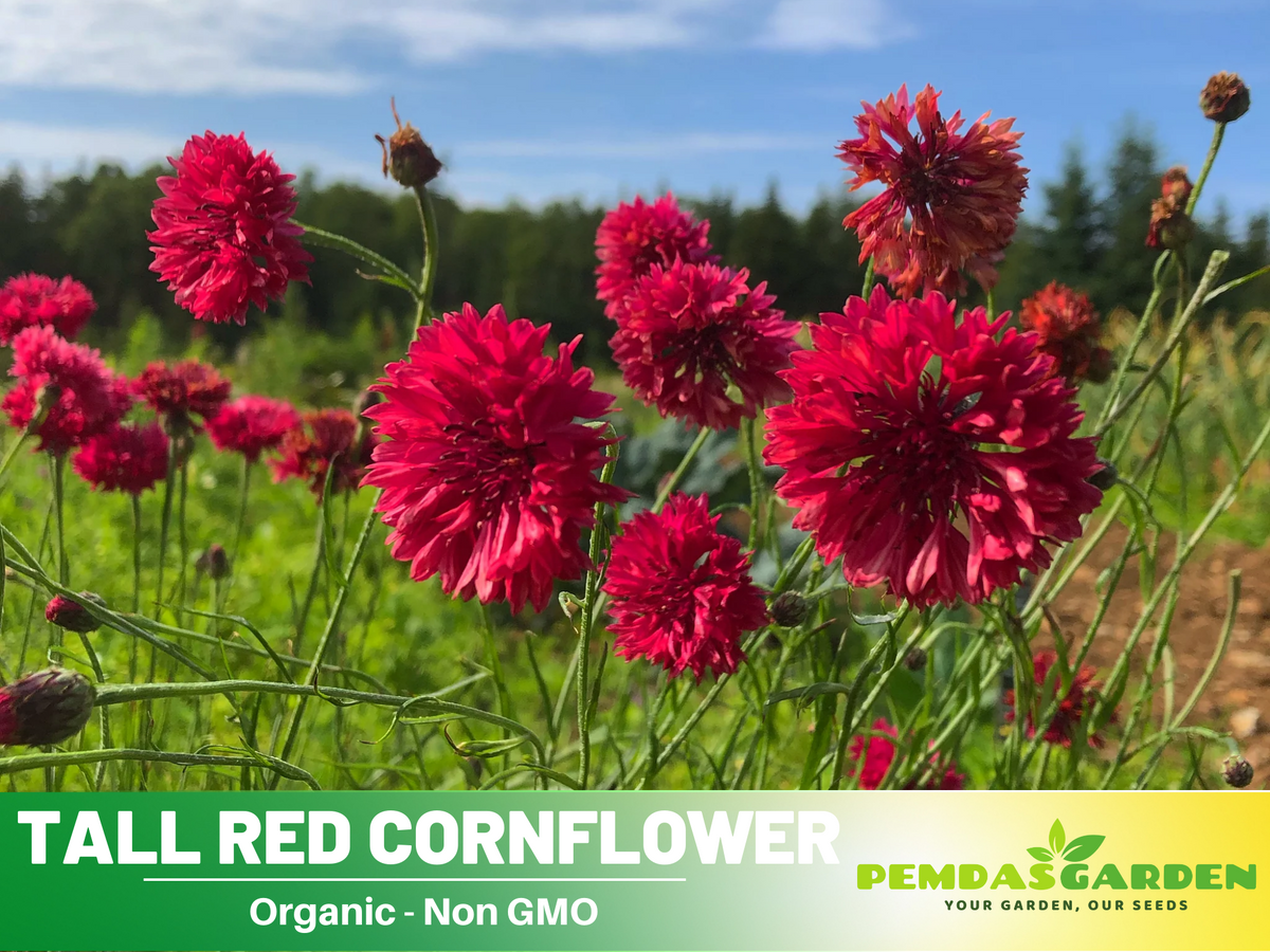 110 seeds| Tall Red Cornflower Seeds - Herbs Seeds #6009