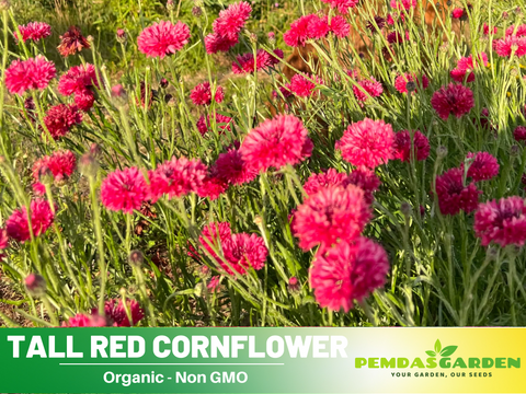 Heirloom Tall Red Cornflower / Bachelor Button Seeds – 75ct – Easy To Grow Annual