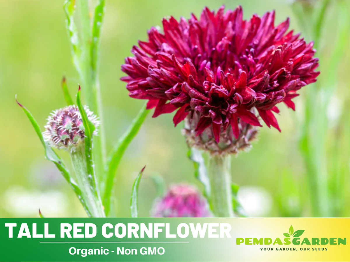 110 seeds| Tall Red Cornflower Seeds - Herbs Seeds #6009