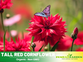 110 seeds| Tall Red Cornflower Seeds - Herbs Seeds #6009