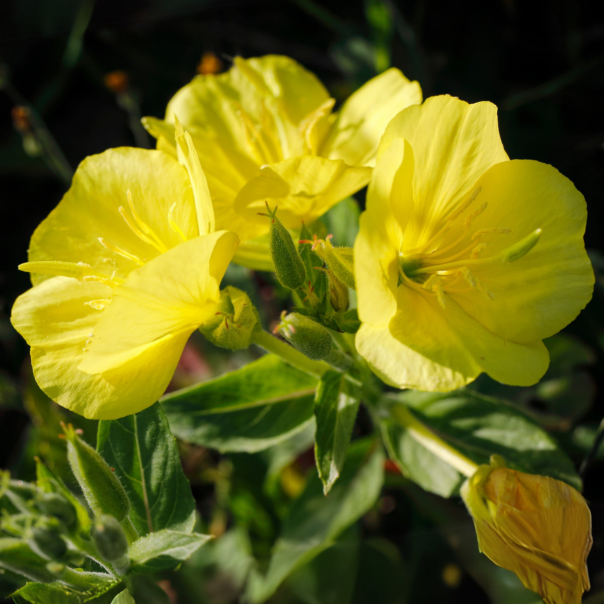 Evening Primrose Seeds - Oenothera Biennis, 110 seeds