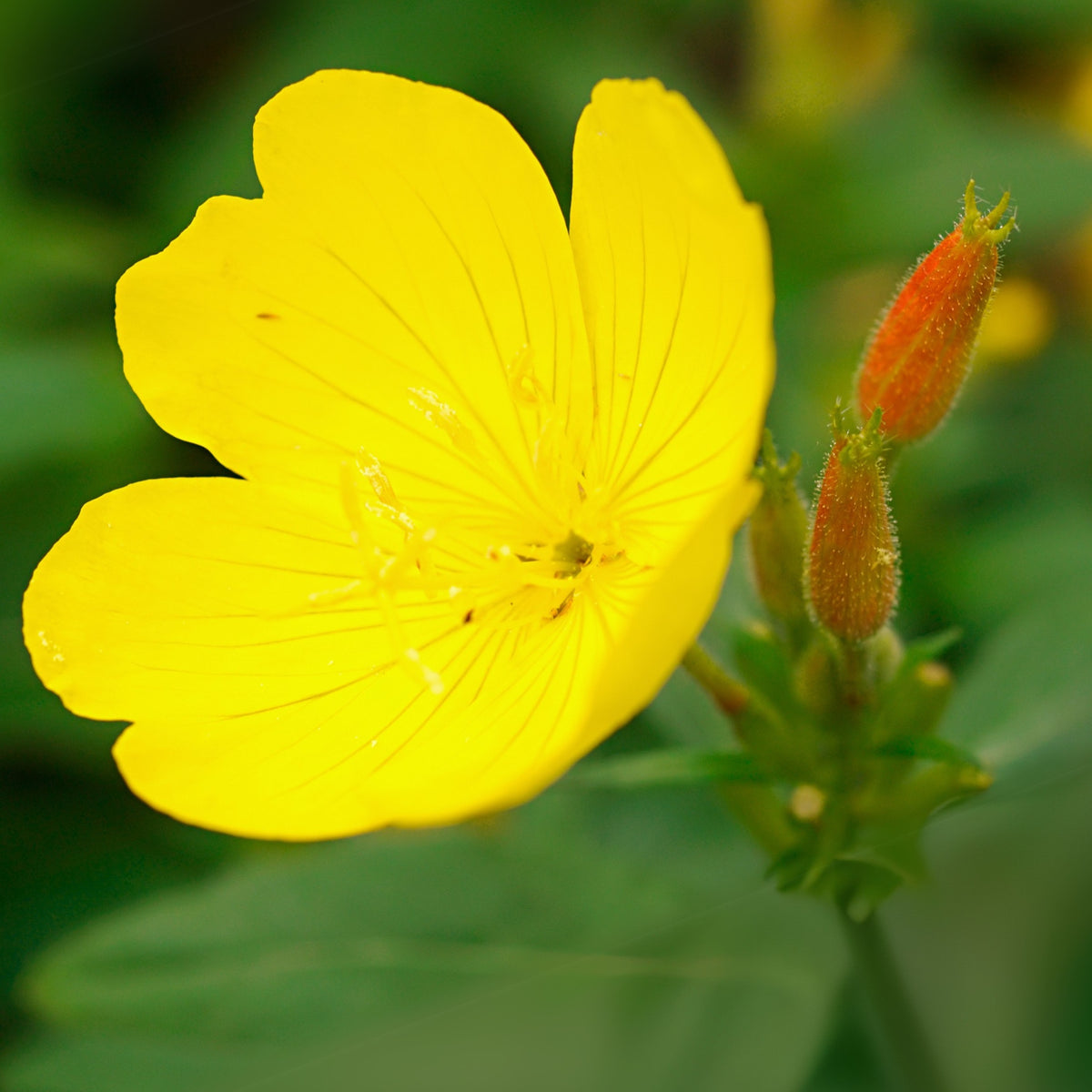 Evening Primrose Seeds - Oenothera Biennis, 110 seeds