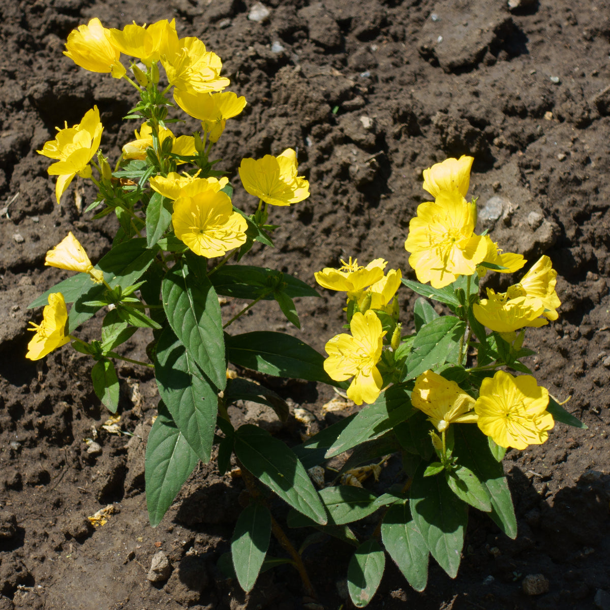 Evening Primrose Seeds - Oenothera Biennis, 110 seeds