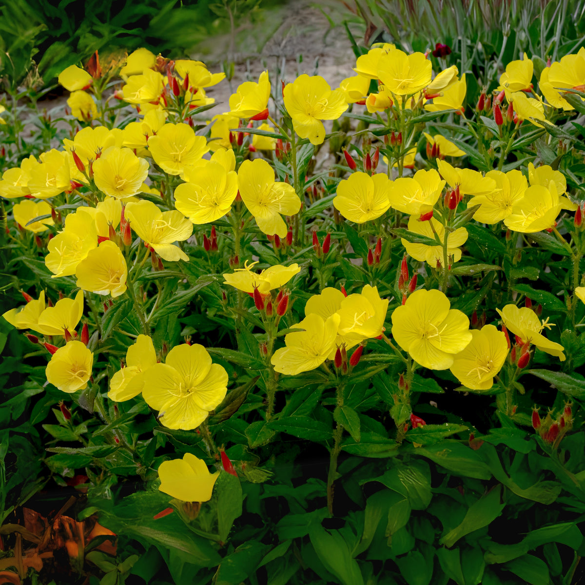 Evening Primrose Seeds - Oenothera Biennis, 110 seeds