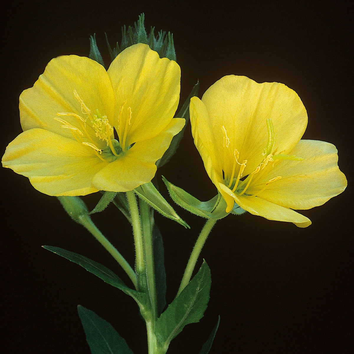 Evening Primrose Seeds - Oenothera Biennis, 110 seeds
