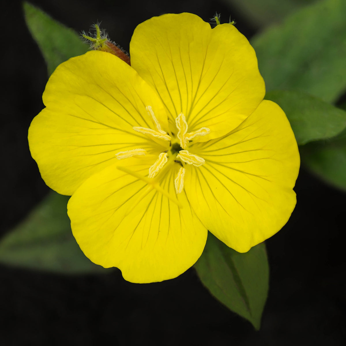 Evening Primrose Seeds - Oenothera Biennis, 110 seeds