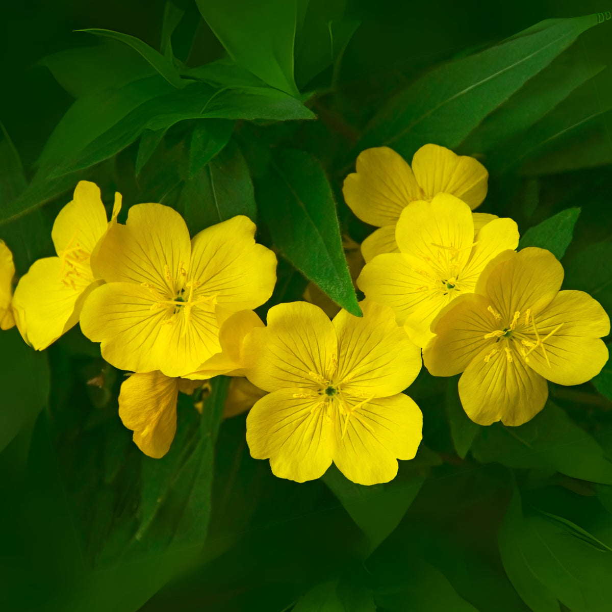 Evening Primrose Seeds - Oenothera Biennis, 110 seeds