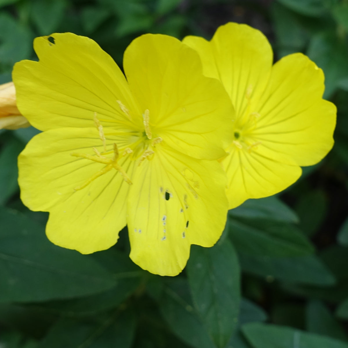 Evening Primrose Seeds - Oenothera Biennis, 110 seeds