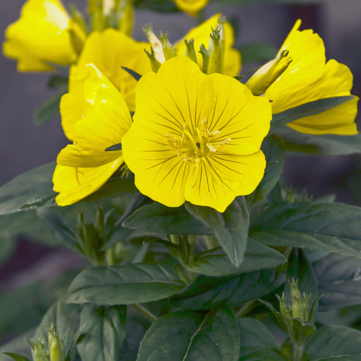 Evening Primrose Seeds - Oenothera Biennis, 110 seeds