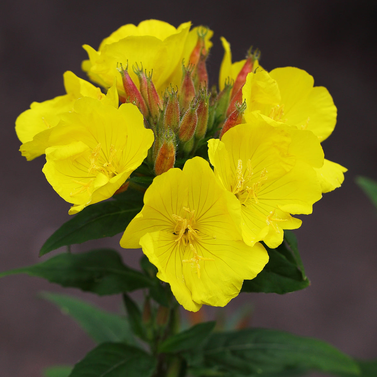 Evening Primrose Seeds - Oenothera Biennis, 110 seeds