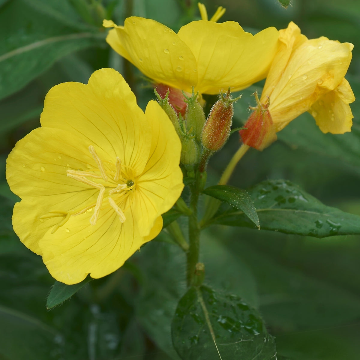 Evening Primrose Seeds - Oenothera Biennis, 110 seeds