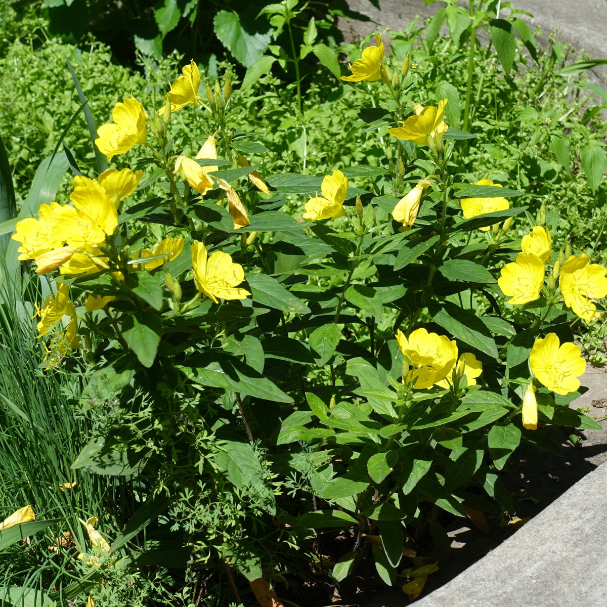 Evening Primrose Seeds - Oenothera Biennis, 110 seeds