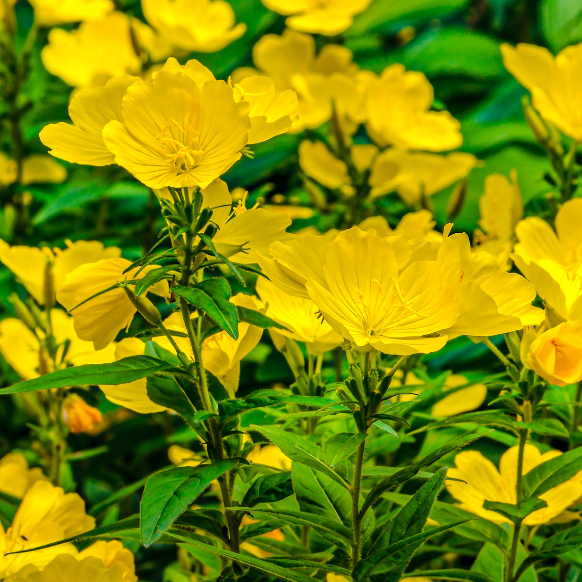 Evening Primrose Seeds - Oenothera Biennis, 110 seeds