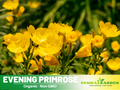 110 seeds| Evening Primrose Seeds - Oenothera biennis - Hardy Biennial Fragrant Herb with Yellow Night Blooming Flowers for Herbal and Cottage Gardens #6010