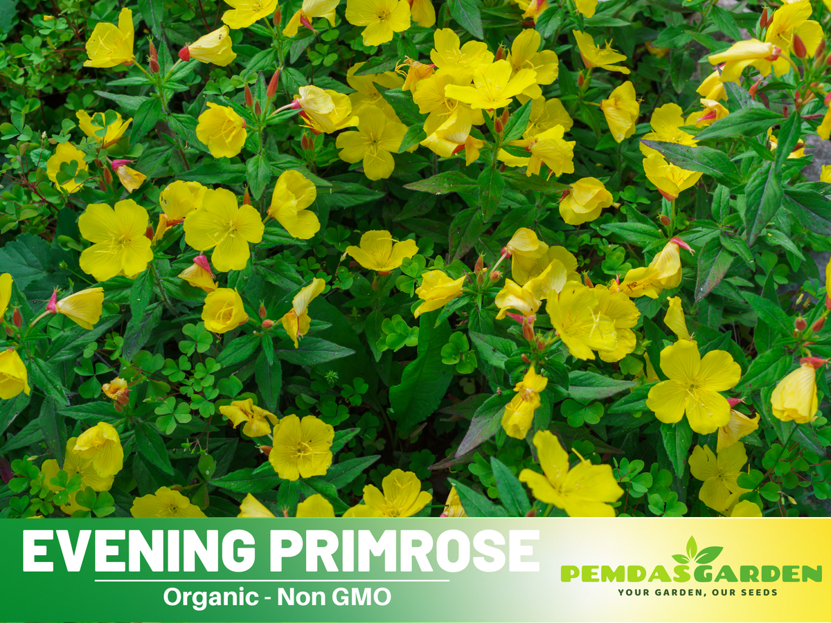 110 seeds| Evening Primrose Herbs Seeds #6010