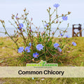 205 Seeds| Blue Chicory Seeds - Cichorium intybus Hardy Perennial Tradition Herb with Bright Blue Flowers for Herbal Tea Pollinator Friendly and Wild Gardens, Coffee Substitute Herbs – Natural Caffeine, Plants for Healthy Drinks #6011