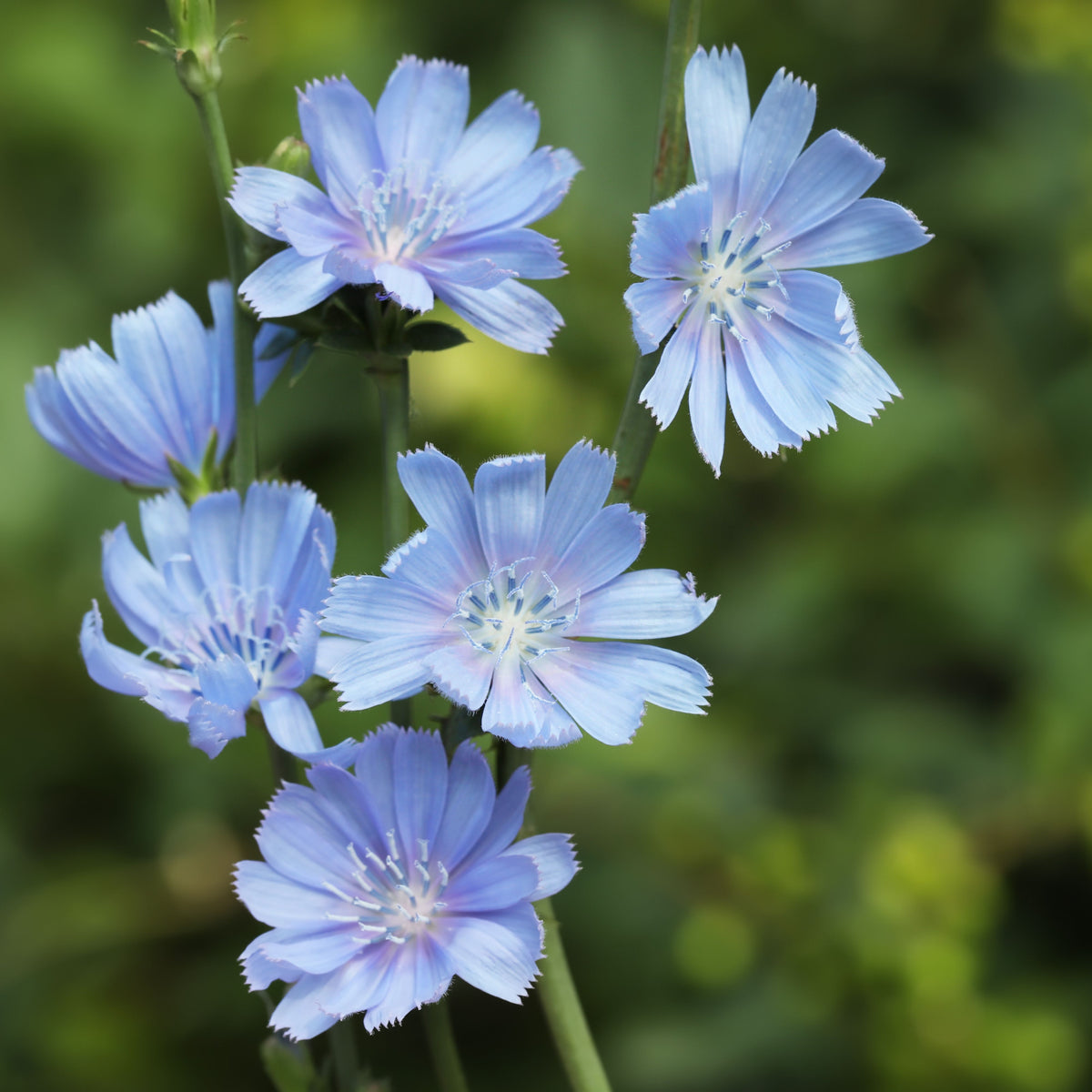 Blue Chicory Seeds - Coffee Substitute Herbs, 205 seeds