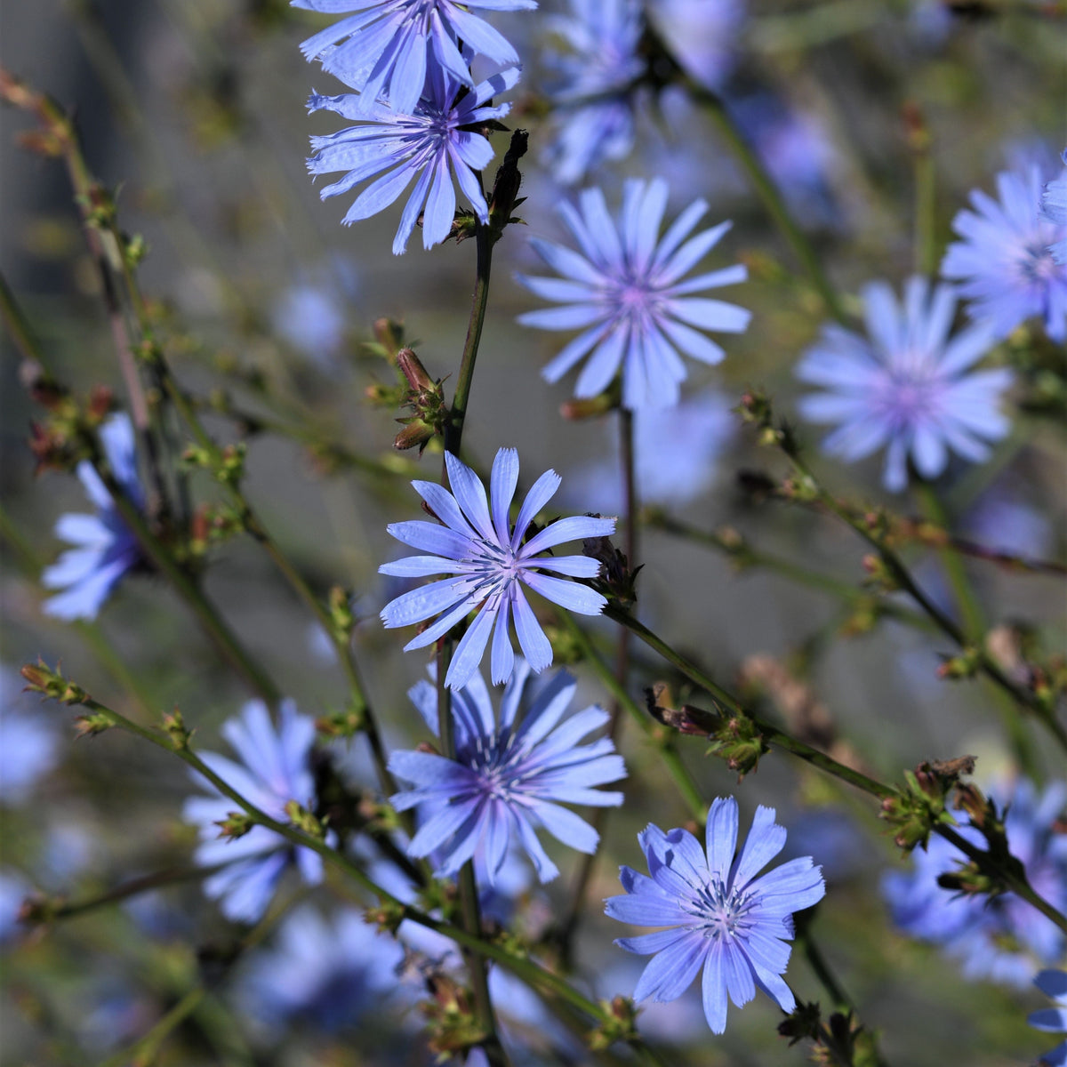 Blue Chicory Seeds - Coffee Substitute Herbs, 205 seeds