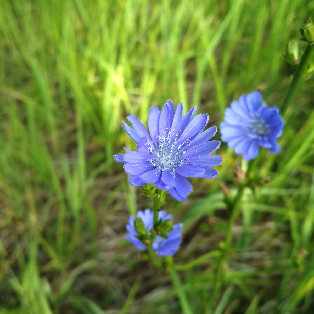 Blue Chicory Seeds - Coffee Substitute Herbs, 205 seeds