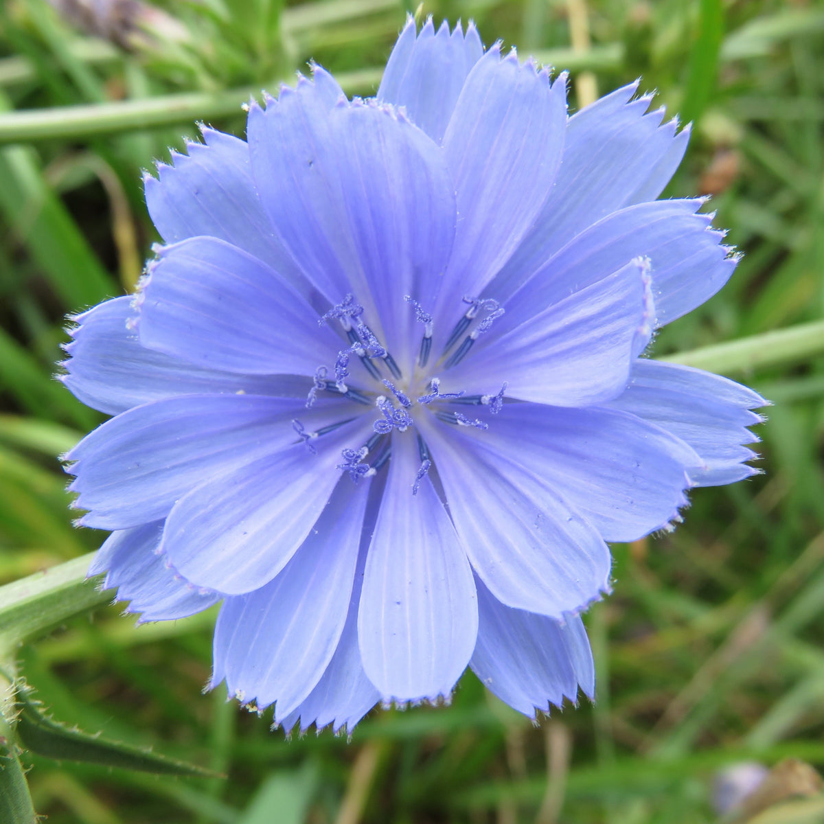 Blue Chicory Seeds - Coffee Substitute Herbs, 205 seeds