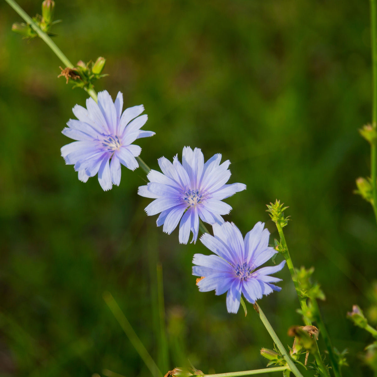 Blue Chicory Seeds - Coffee Substitute Herbs, 205 seeds
