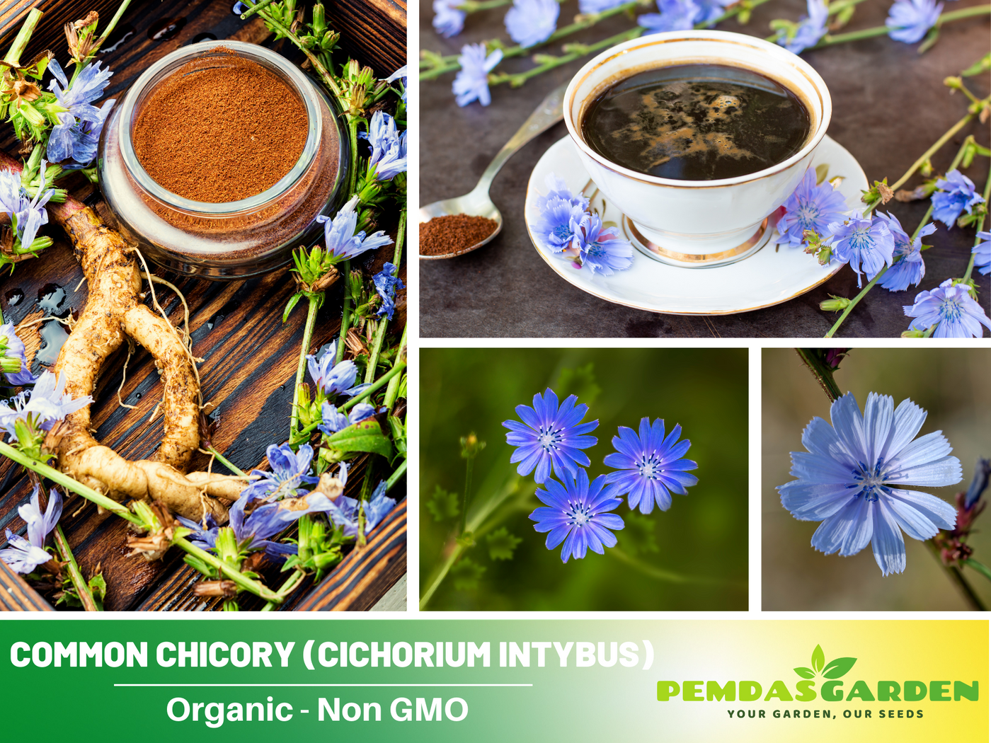 chicory flower seeds 205 Seeds| Blue Chicory Seeds