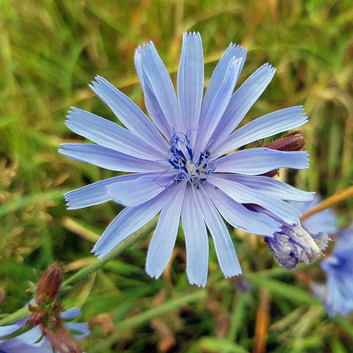 Blue Chicory Seeds - Coffee Substitute Herbs, 205 seeds