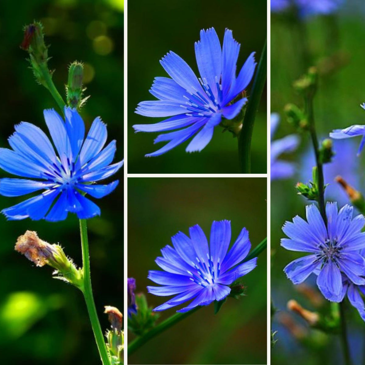 Blue Chicory Seeds - Coffee Substitute Herbs, 205 seeds