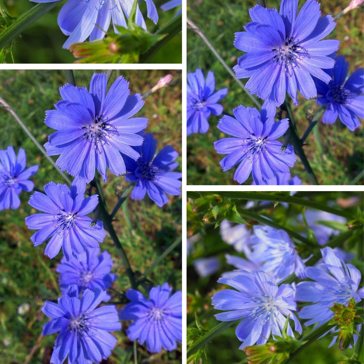 Blue Chicory Seeds - Coffee Substitute Herbs, 205 seeds
