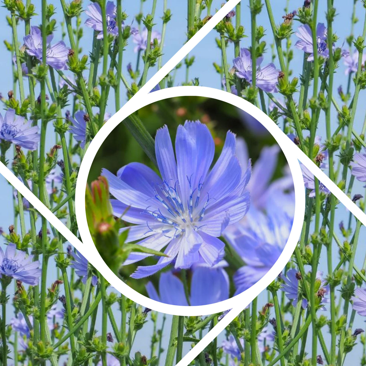 Blue Chicory Seeds - Coffee Substitute Herbs, 205 seeds