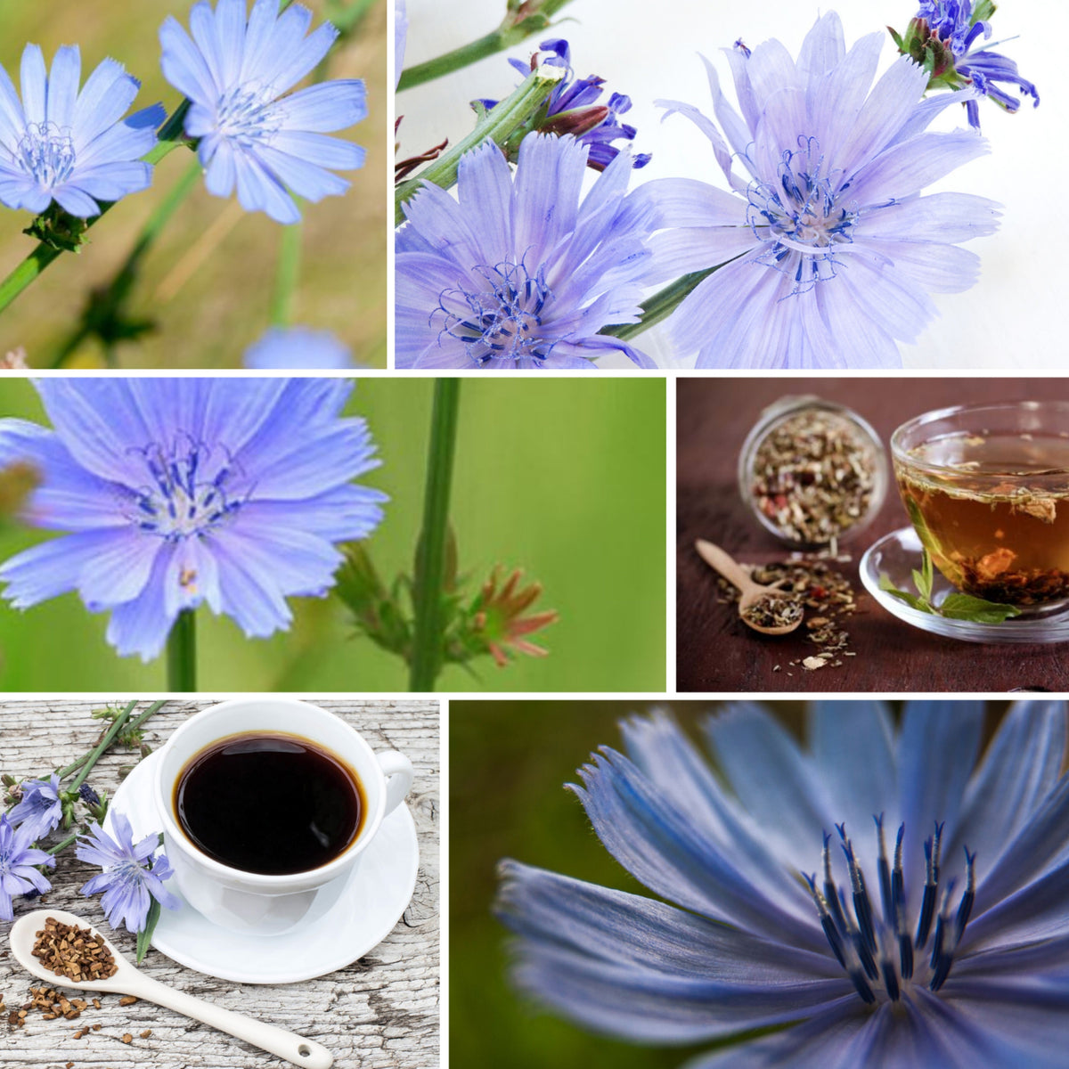 Blue Chicory Seeds - Coffee Substitute Herbs, 205 seeds