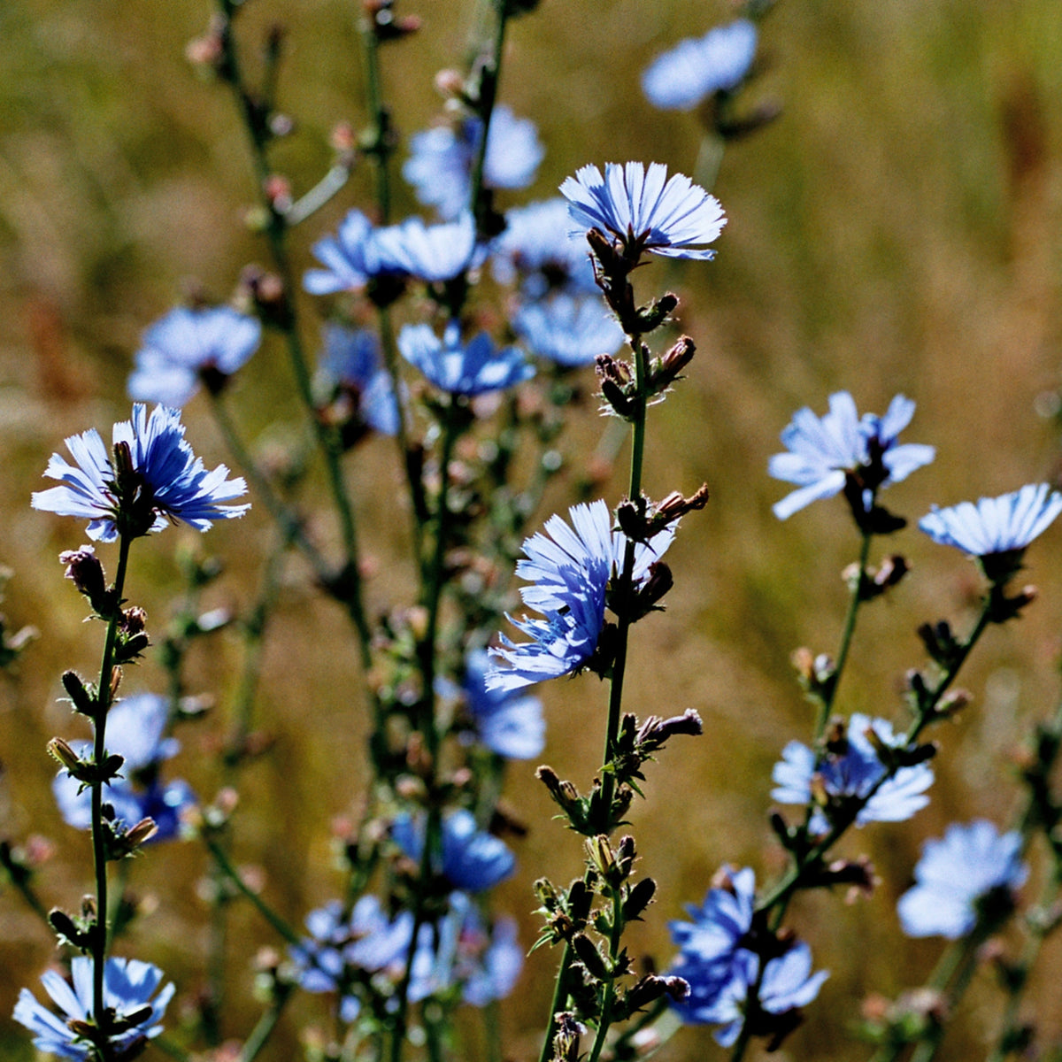 Blue Chicory Seeds - Coffee Substitute Herbs, 205 seeds