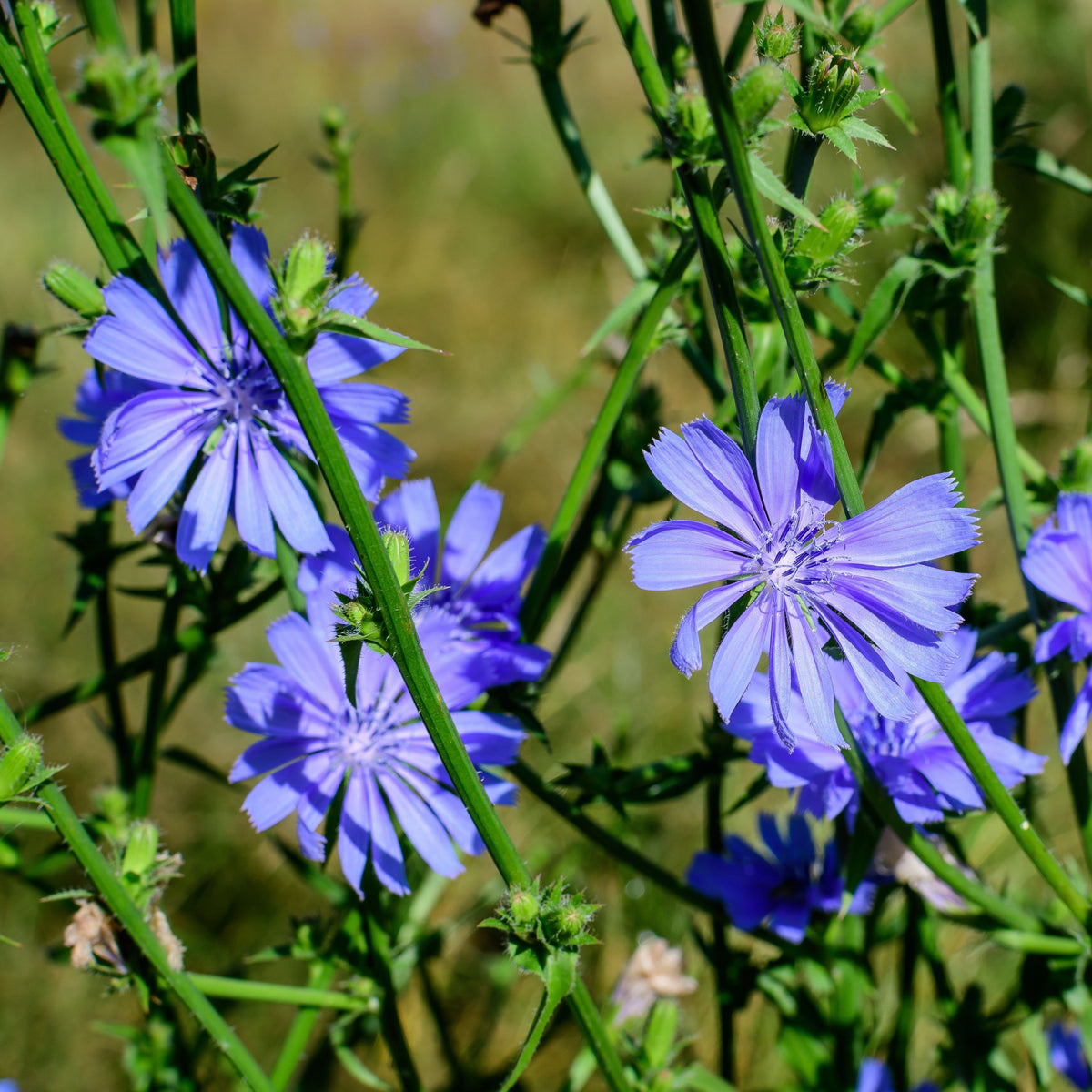 Blue Chicory Seeds - Coffee Substitute Herbs, 205 seeds