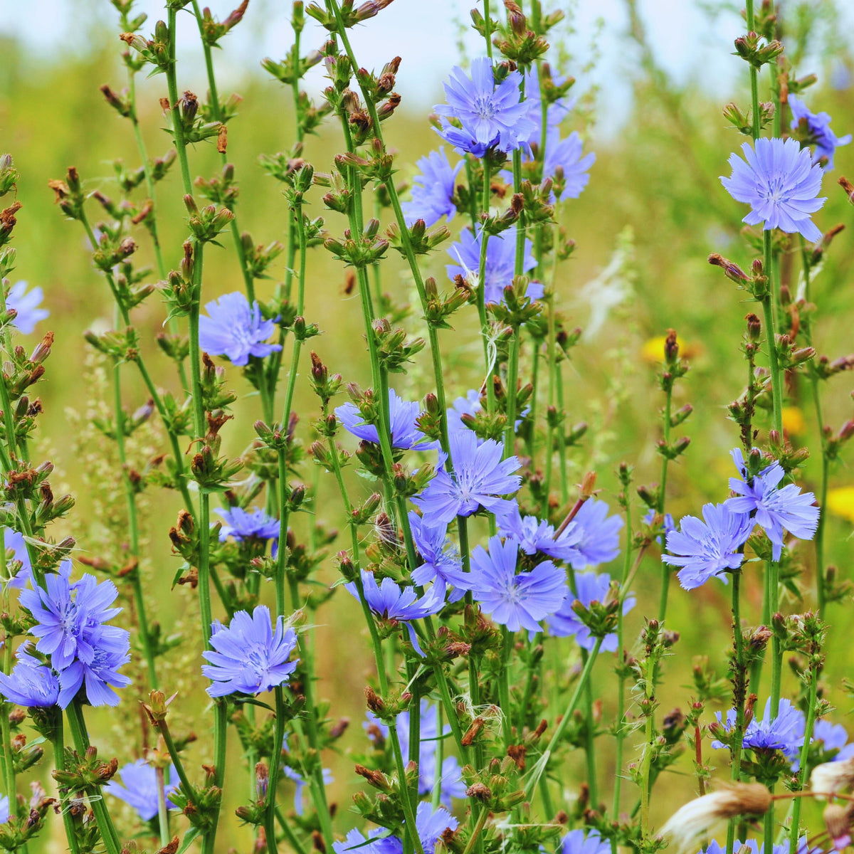 Blue Chicory Seeds - Coffee Substitute Herbs, 205 seeds