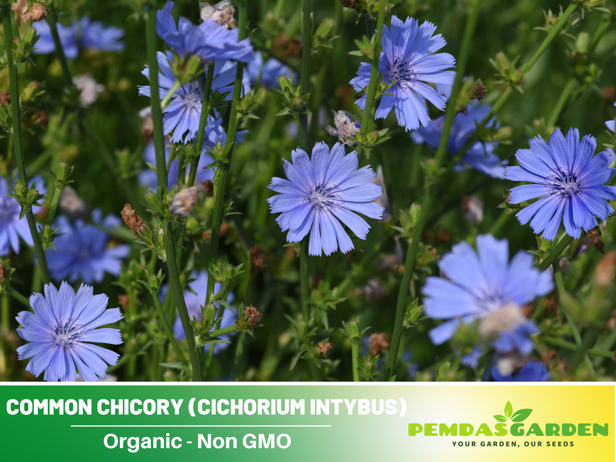 205 Seeds| Chicory Herbs Seeds #6011