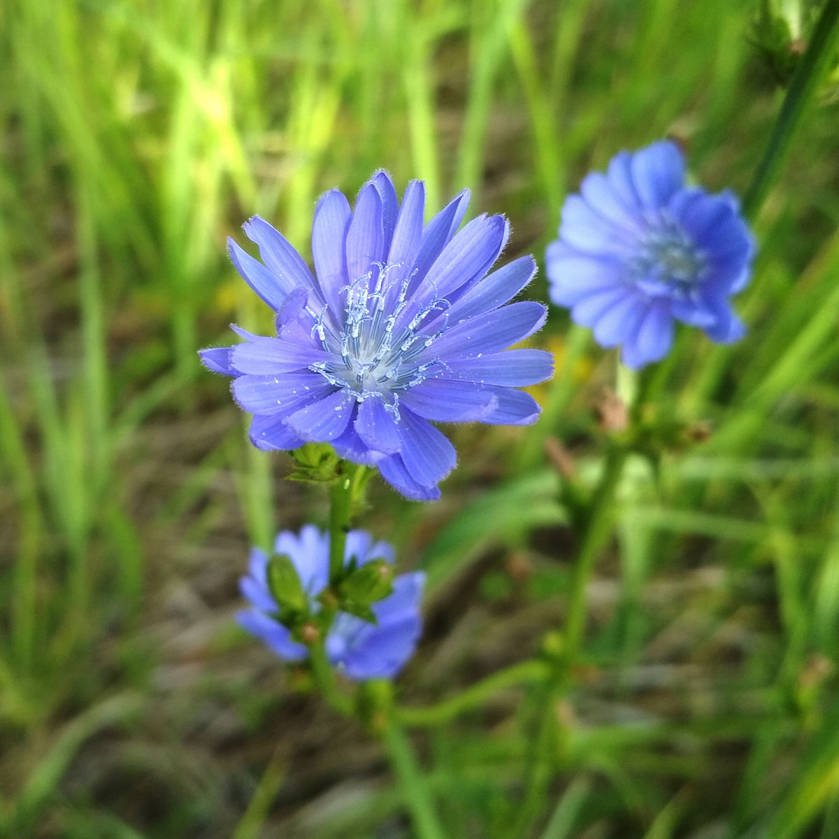 Blue Chicory Seeds - Coffee Substitute Herbs, 205 seeds