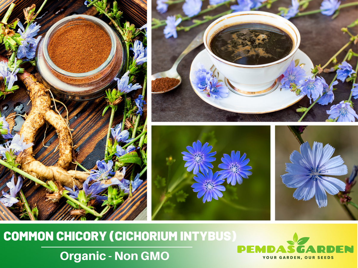 205 Seeds| Chicory Herbs Seeds #6011