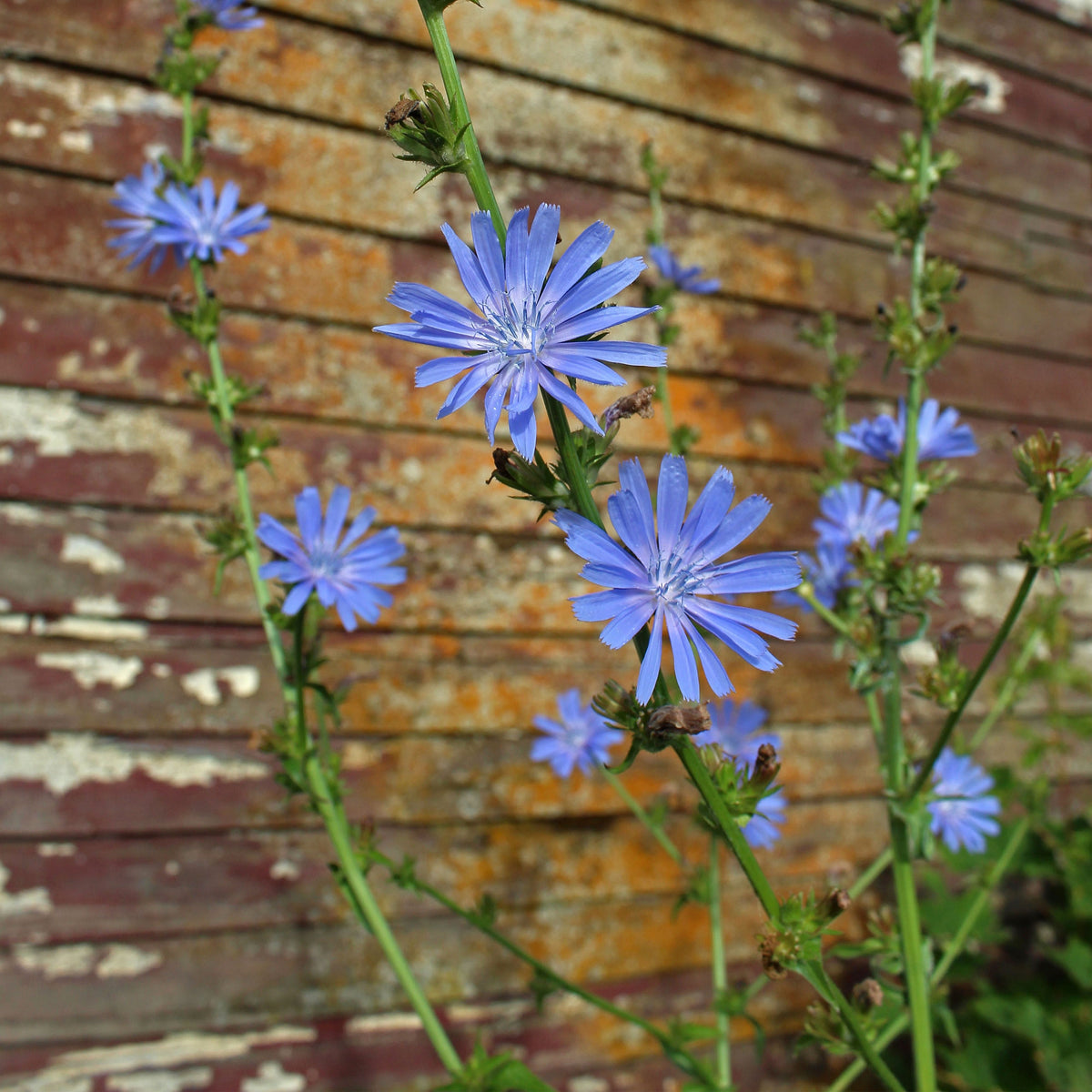Blue Chicory Seeds - Coffee Substitute Herbs, 205 seeds