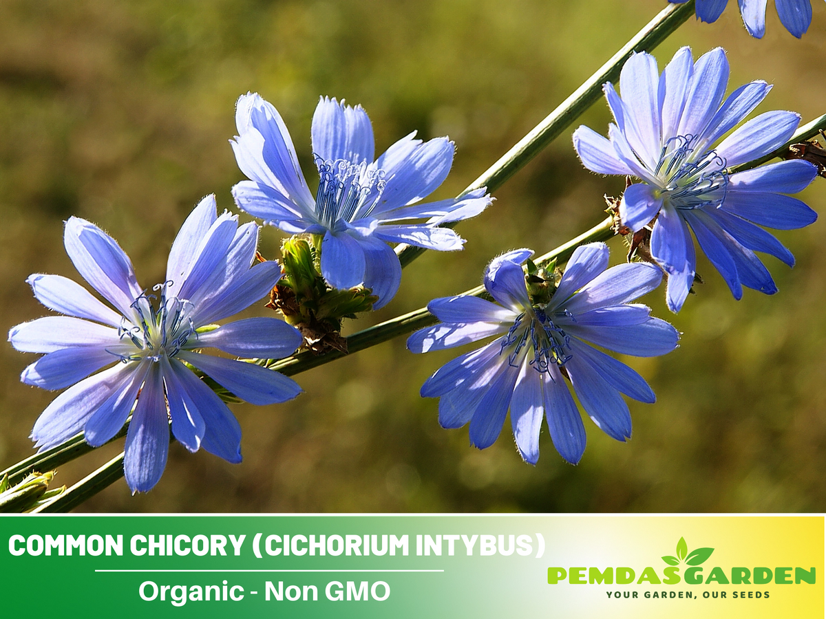 205 Seeds| Blue Chicory Herbs Seeds #6011