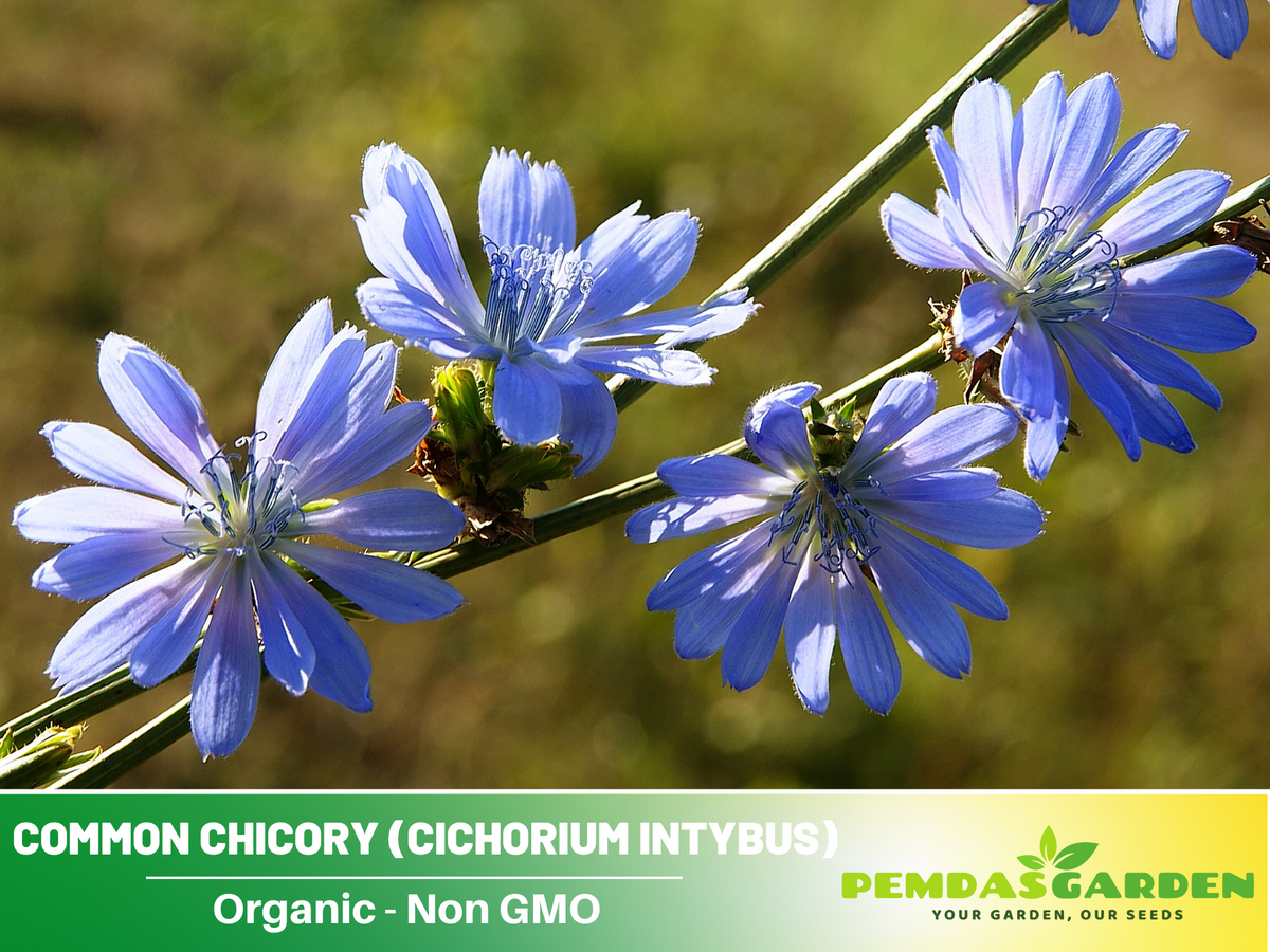 205 Seeds| Chicory Herbs Seeds #6011