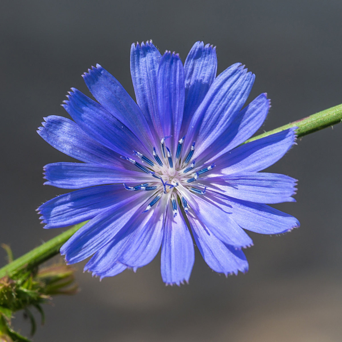 Blue Chicory Seeds - Coffee Substitute Herbs, 205 seeds