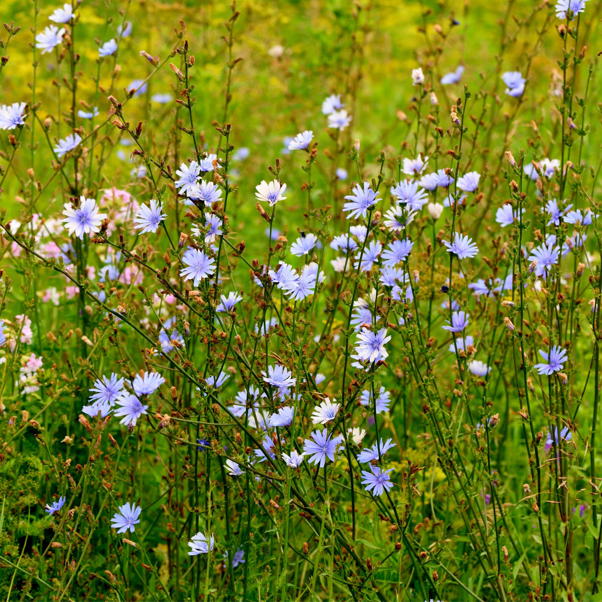 Blue Chicory Seeds - Coffee Substitute Herbs, 205 seeds